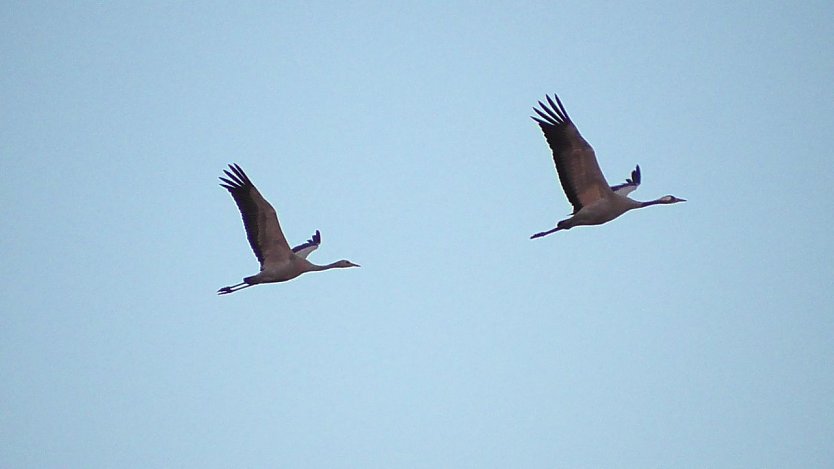 Kraniche im Anflug (Foto: Ulrich Reinboth)