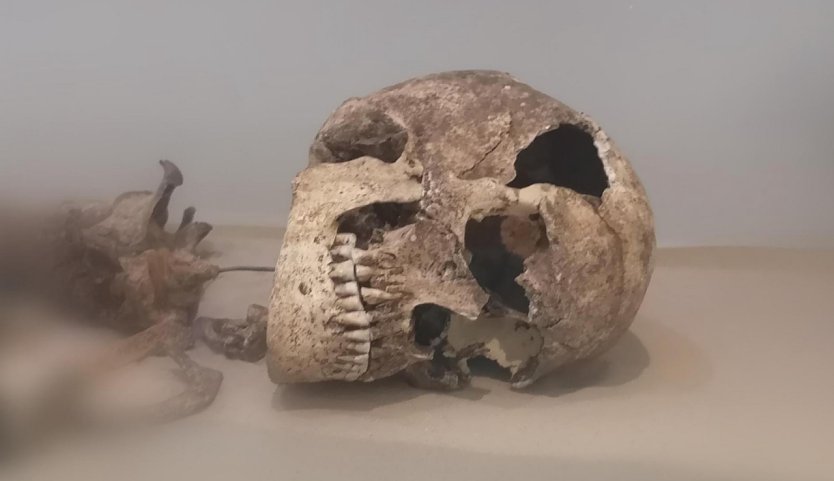 Frauenskelett aus einem jungsteinzeitlichen Hockergrab  (Foto: &copy;Stadtverwaltung Nordhausen)