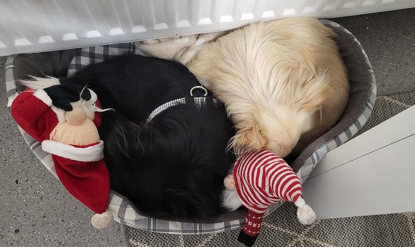 Anuk und Cavin Klein (Foto: Familie Klein) Anuk und Cavin Klein (Foto: Familie Klein)