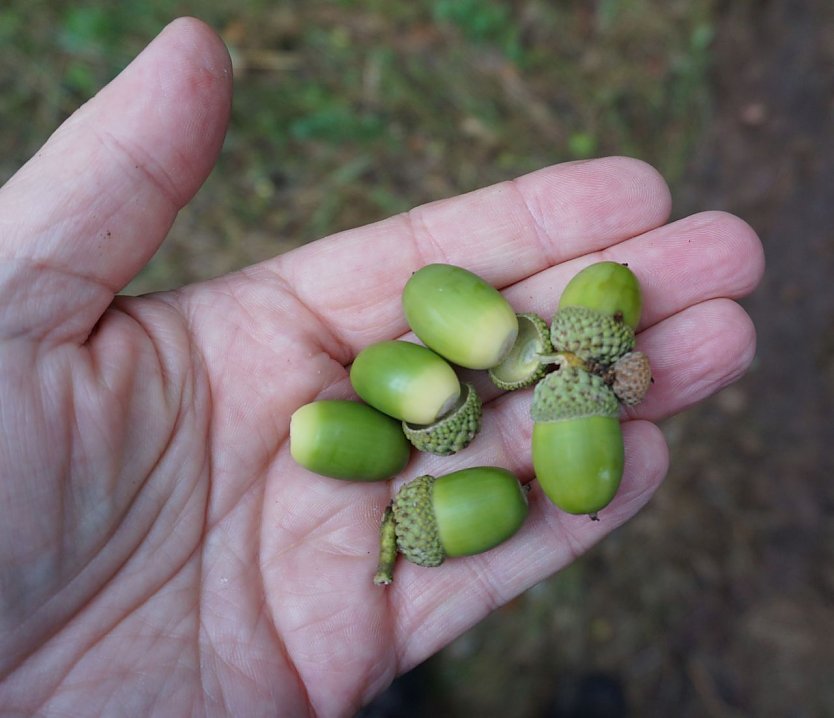 Objekt der Begierde: Die geernteten Eicheln verarbeitet die Th&uuml;ringenForst-A&ouml;R umgehend in den Saatbeeten der betriebseigenen Forstbaumschule in Breitenworbis (Foto: Horst Spro&szlig;mann)