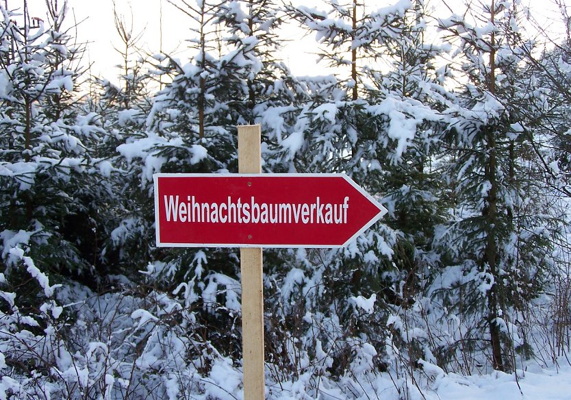Ein Naturbaum und den am besten selbst schlagen beim Waldbesitzenden um die Ecke � samt Winterspa&szlig; f&uuml;r die ganze Familie (Foto: Dr. Horst Spro&szlig;mann)
