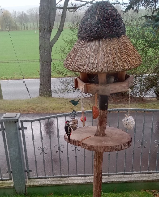 Momentaufnahme: Buntspecht in Nordhausen OT Leimbach.  (Foto: Lutz Joachim K&ouml;nig)