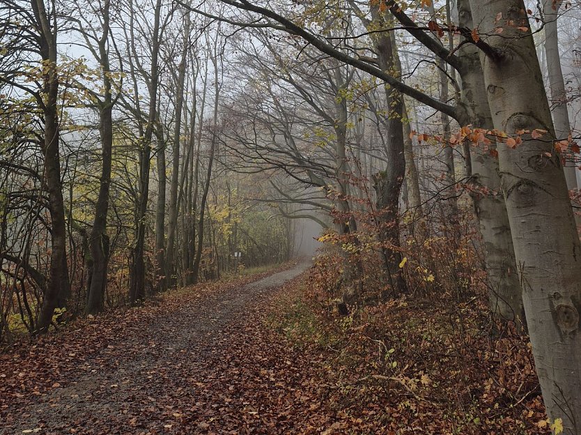 Nebel l&auml;sst den Wald im Herbst und Winter ganz verzaubert wirken - doch er kann auch zum Problem werden. (Foto: Cornelia Otto-Albers)