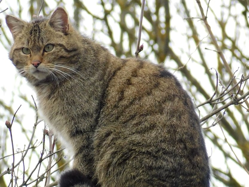 Wildkater Waro (Foto: © Fiene Schönknecht) Wildkater Waro (Foto: © Fiene Schönknecht)