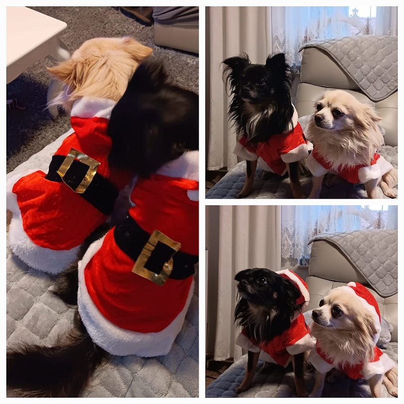 Die Hunde Calvin und Anouk (Foto: Simone Klein, Bad Frankenhausen) Die Hunde Calvin und Anouk (Foto: Simone Klein, Bad Frankenhausen)