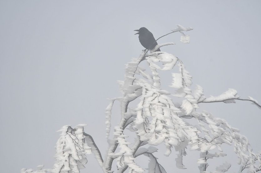 Im Wald stellen Winterst&uuml;rme f&uuml;r Menschen eine besondere Gefahr dar (Foto: Ralf Sikorski)