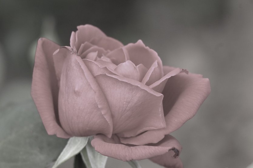 Rose (Foto: Eva Maria Wiegand) Rose (Foto: Eva Maria Wiegand)