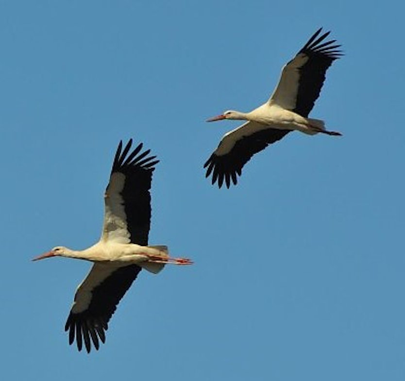 Storchenpaar &uuml;ber Windehausen (Foto: Enrico Hoffmann)
