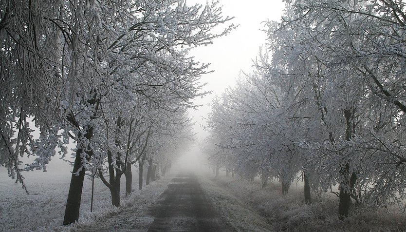 Winter in der Goldenen Aue (Foto: U.Reinboth)