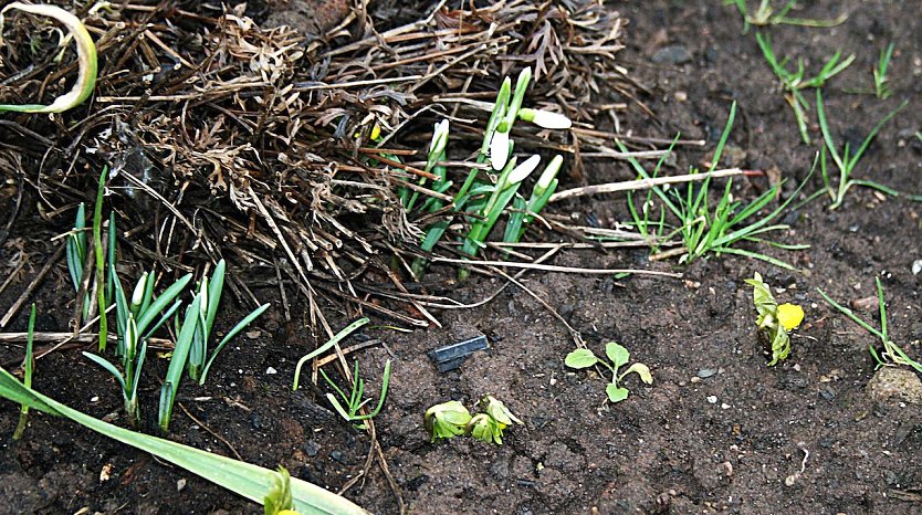 Erste Fr&uuml;hlingsboten in der Goldenen Aue (Foto: U.Reinboth)
