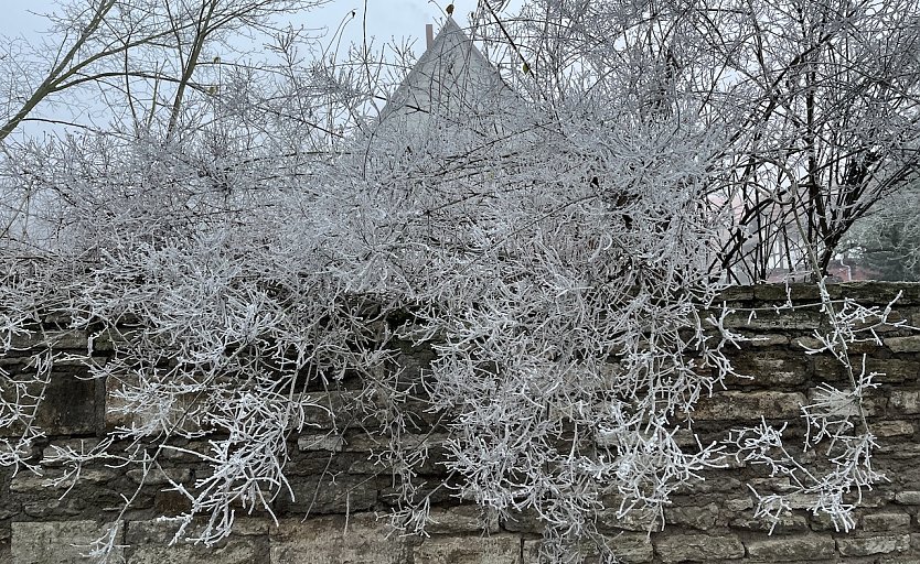 Eine Frostnacht gilt es noch zu &uuml;berstehen (Foto: oas)