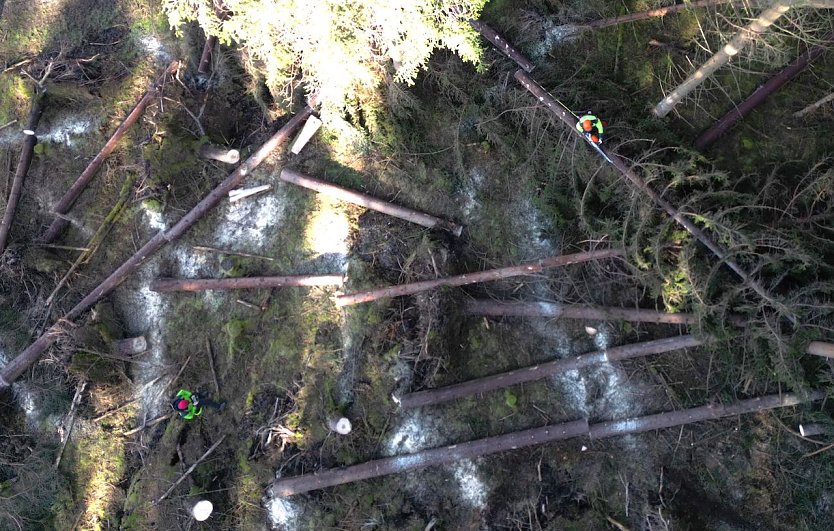 Holzernte nie in Alleinarbeit! St&auml;ndige Ruf-, Sicht- oder sonstige Verbindungen k&ouml;nnen lebensrettend sein (Foto: Jan B&ouml;hm)