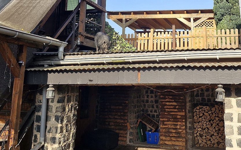 H&auml;ngebauchschwein auf Abwegen (Foto: S.Dietzel)