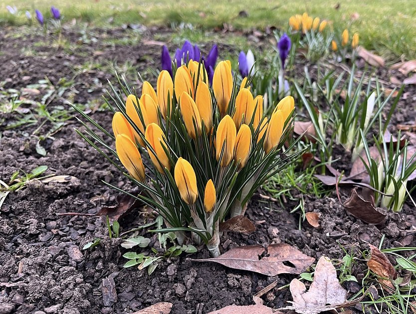 Der Fr&uuml;hling bricht sich unaufhaltsam Bahn (Foto: oas)
