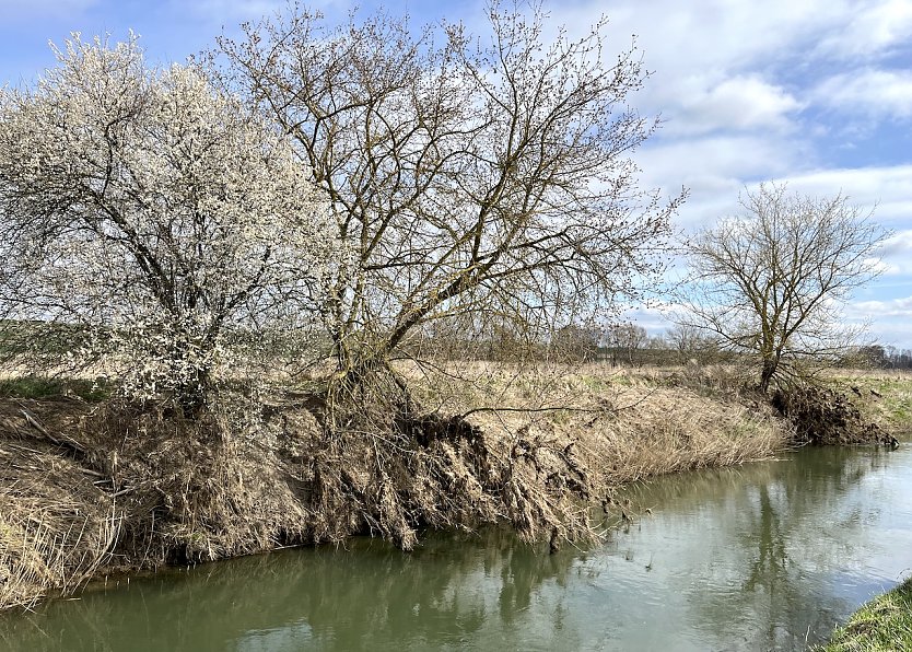 Unstrut bei Merxleben (Foto: uhz Archiv)