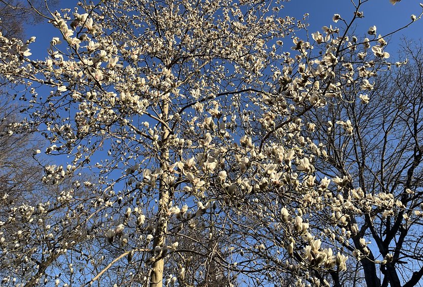 Baumbl&uuml;te beginnt: Endlich Fr&uuml;hling! (Foto: oas)