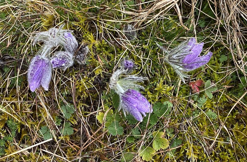 Frühlingserwachen im März (Foto: Wolfgang Lehmann) Frühlingserwachen im März (Foto: Wolfgang Lehmann)