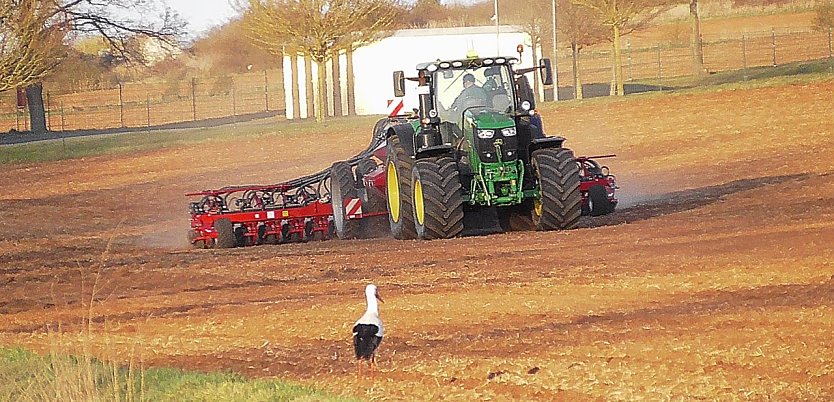 Ob da was f&uuml;r Meister Adebar bei abf&auml;llt? - Storchenbesuch bei Kelbra (Foto: Ulrich Reinboth)