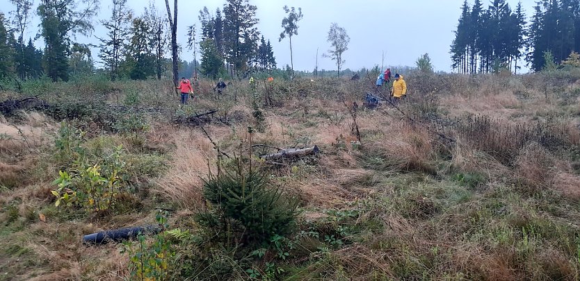 Pfkanzaktion im vergangenen Jahr (Foto: Forstamt Bleicherode)
