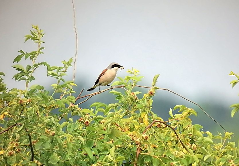 Ein Neuntöter im Nationalpark Hainich (Foto: Dr. Lars Ludwig) Ein Neuntöter im Nationalpark Hainich (Foto: Dr. Lars Ludwig)