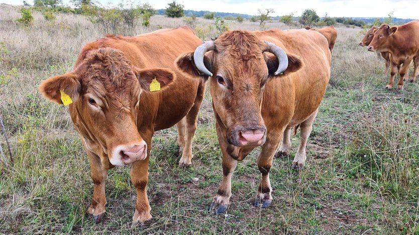 Gelbvieh im Nationalpark Hainich (Foto: Nationalpark-Verwaltung Hainich)