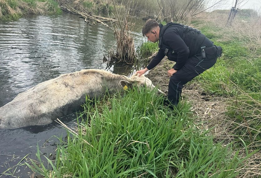 Tierrettung aus der Unstrut (Foto: LPI)
