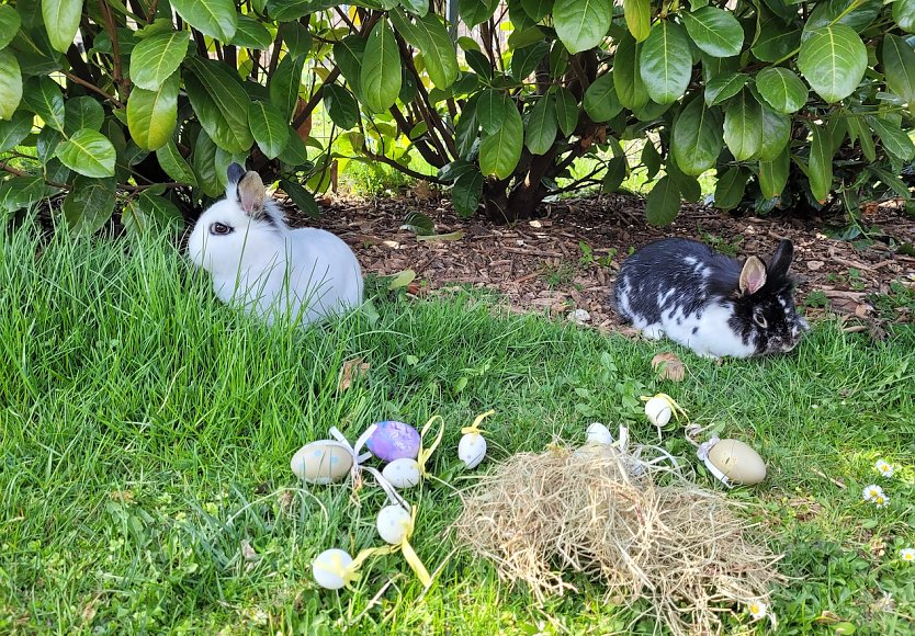 Ostern bei Familie Tritschler in Nohra bei Bleicherode (2.) (Foto: Familie Tritschler) Ostern bei Familie Tritschler in Nohra bei Bleicherode (2.) (Foto: Familie Tritschler)