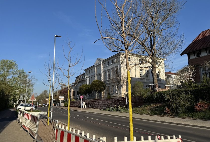 B&auml;ume mit Zukunft!? - B&uuml;rgerdialog zum Baumentwicklungs-konzept am 24. April (Foto: Stadtverwaltung Nordhausen)