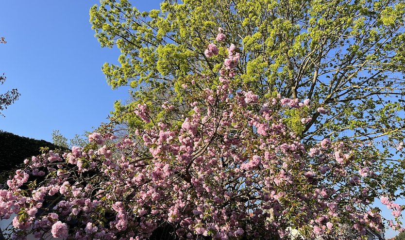 Massiver Regen st&ouml;rt in den n&auml;chsten tagen das Fr&uuml;hlingsbild (Foto: oas)