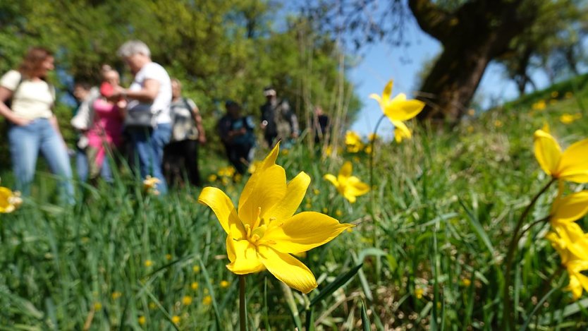 Botanische Seltenheit in unseren Breiten: die Wilde Tulpe (Foto: nnz)