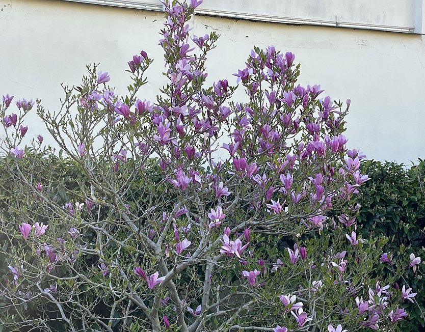 Fr&uuml;hlingswetter bleibt erhalten (Foto: oas)