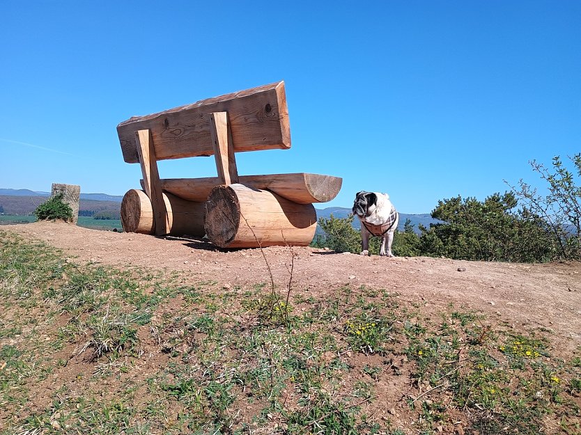 Sattelk&ouml;pfe mit Mops (Foto: Jens Polte)