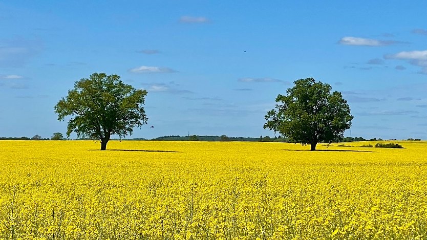 An der M&uuml;ritz (2) (Foto: Volker Weickert)