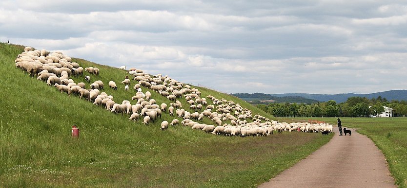 Rasenm&auml;her im Einsatz (Foto: U.Reinboth)