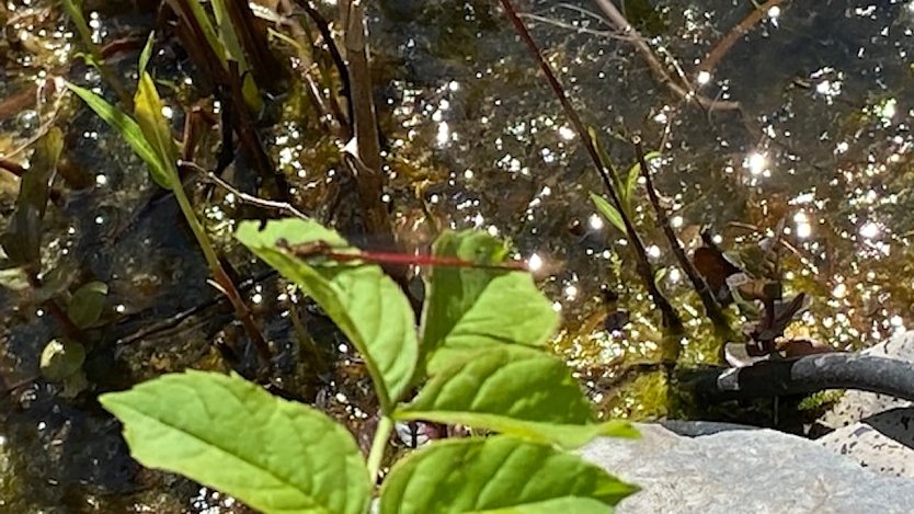 Rote Libelle am Teich (Foto: Christa Manck)
