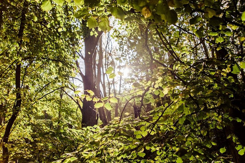 Hohe Schrecke (Foto: Digital Manufaktur GbR)