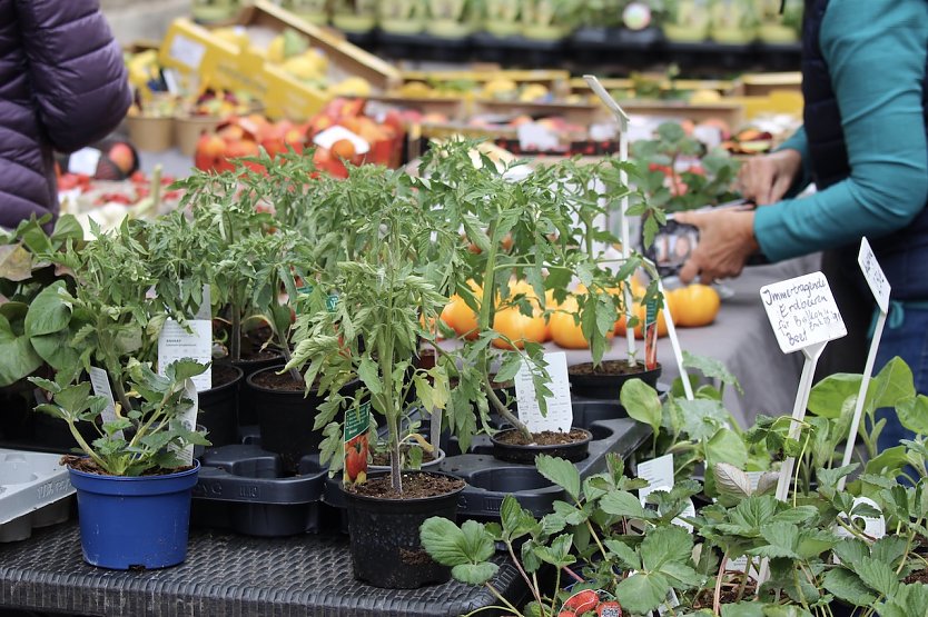 Gr&uuml;nes Innenstadtfest in Bad Langensalza  (Foto: Eva Maria Wiegand)