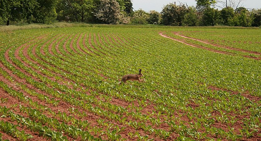 Vorbeigehoppelt (Foto: U.Reinboth )
