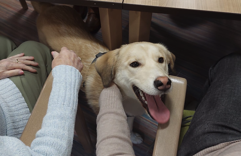 Therapiehund Luke ist nicht mehr wegzudenken (Foto: Landhaus am Schlosspark)