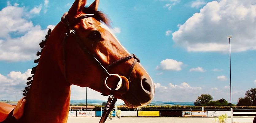 "Cocodello" aus dem eigenen Immenr&ouml;der Stall springt auch in diesem Jahr wieder mit (Foto: agl)