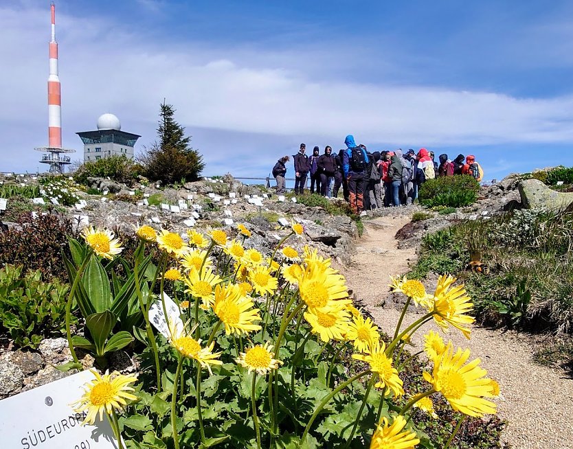 Humboldtianer auf dem Brocken (Foto: K.Schanz)