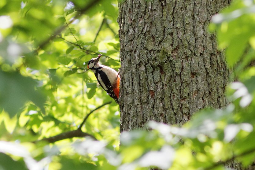 Buntspecht (Foto: Isabel Hümpfner) Buntspecht (Foto: Isabel Hümpfner)