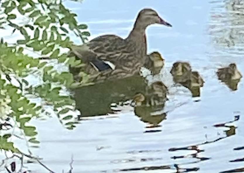 Entenmutter mit ihren Nachwuchs (Foto: Wolfgang Lehmann)