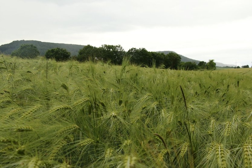 Wetterbild (Foto: agl) Wetterbild (Foto: agl)