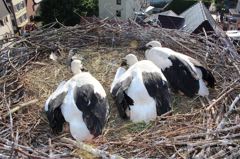 Aufregung im Storchennest: Die Jungtiere wurden beringt (Foto: Nancy Hoffmann) Aufregung im Storchennest: Die Jungtiere wurden beringt (Foto: Nancy Hoffmann)