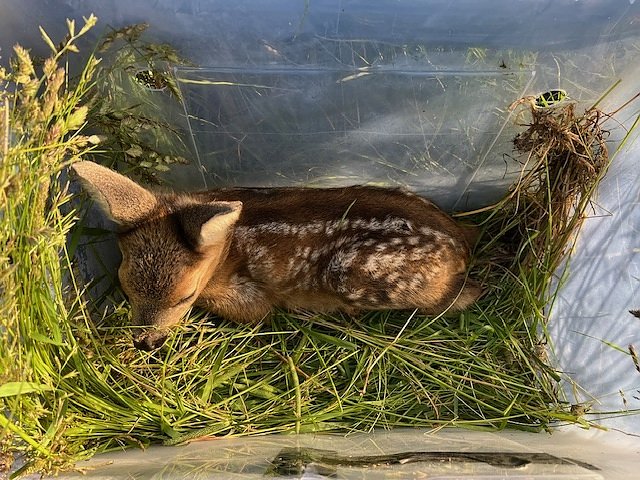 Vor dem Mähtod bewahrt: ein Rehkitz auf dem Feld (Foto: Carsten Vogel) Vor dem Mähtod bewahrt: ein Rehkitz auf dem Feld (Foto: Carsten Vogel)