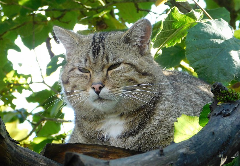 Wildkater Waro aus dem Wildkatzendorf H&uuml;tscheroda (Foto: &copy; Fiene Sch&ouml;nknecht)