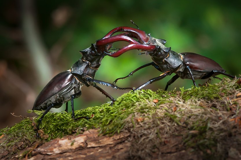 Imposante Erscheinung: Der Hirschk&auml;fer (Foto:  NABU/Anne Rollero)
