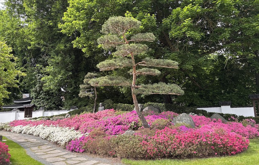 Lichterfest am 12. Juli im Japanischen Garten (Foto: oas)