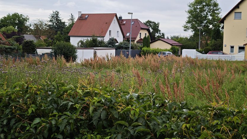 Die Disteln "stehen gut" (Foto: nnz)